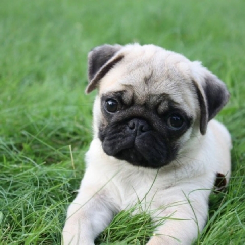 Pug – kens breed