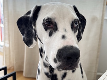 Dalmatian – Liebevoller Dalmatiner sucht neues Zuhause – Burgdorf