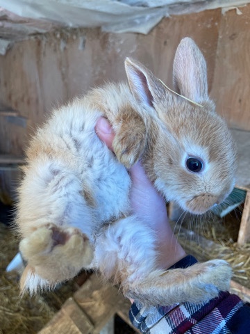Rex cross Flemish giant rabbits