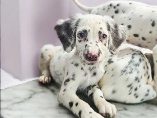 Dalmatian – long haired dalmatian – Adkins