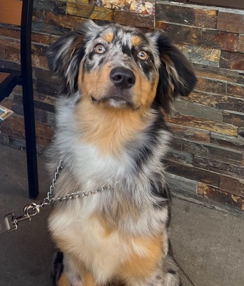Australian Shepherd – Rehoming Aussie