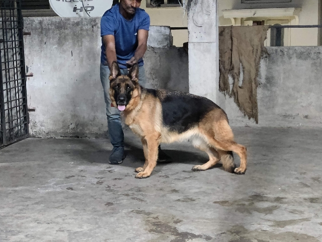 German shepherd