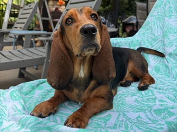 Basset Hound – Friendly 1-Year-Old Basset Hound Available in McDonough – McDonough