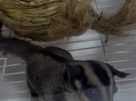 Sugar Glider – Healthy Sugar Glider for Sale – 6 Months Old – Abu Dhabi