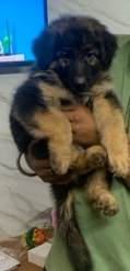 German Shepherd – sell