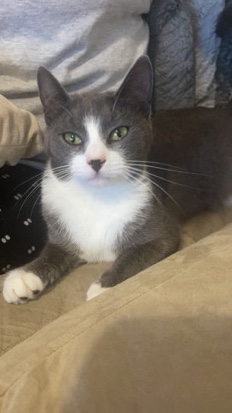 American Shorthair – Grey and White Tuxedo Cat For Free