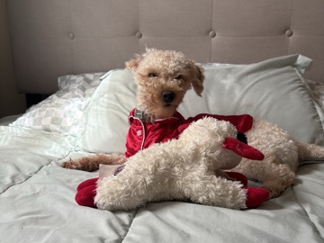 Cockapoo – Cockapoo – Essex