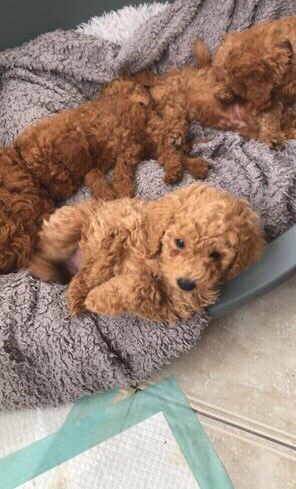 Poodle – selling