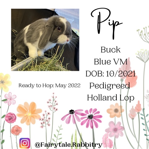 Holland Lop – Holland Lop Rabbit