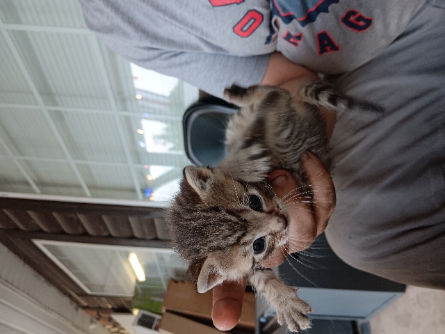 kittens that need rehoming
