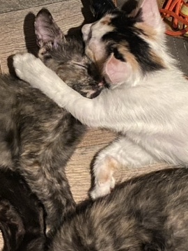 American Shorthair – Adorable American Shorthair Kitten – 6 Weeks Old – Tempe