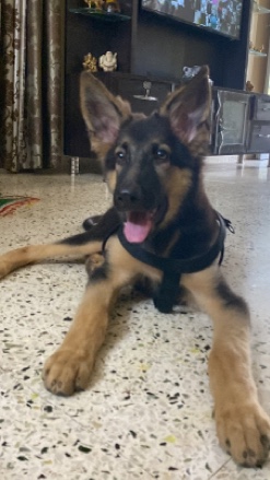 German Shepherd – German shepherd male puppy age 2 months
