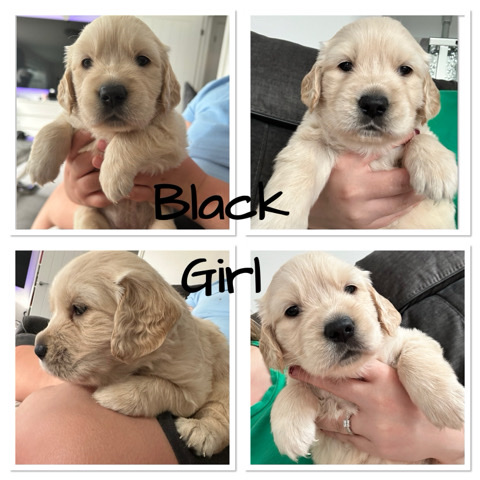 Golden Retriever – Golden Retriever Puppies