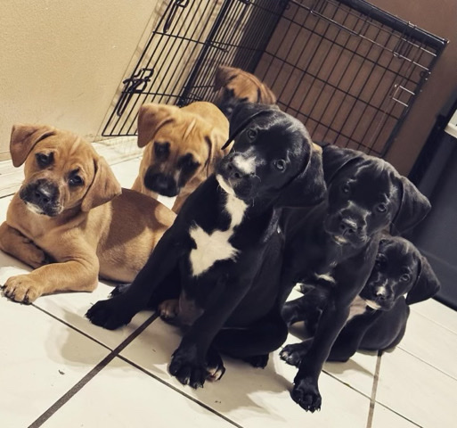 Mountain Cur – 8 black lab/black mouth cur mix