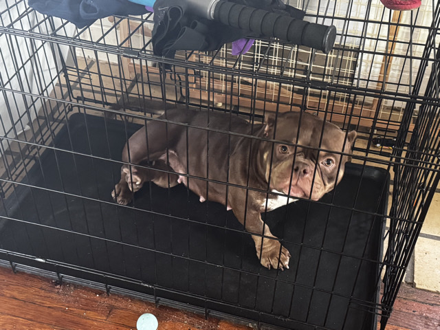 American Pit Bull Terrier – Female micro bully – Columbus