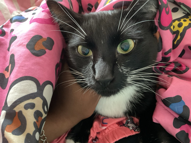 smoky – Galveston