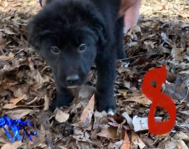 Puppies