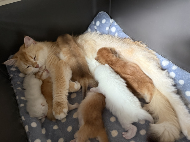 British Longhair – GCCF reg BSH, BLH Chocolate, Black Golden Kittens – Ruislip