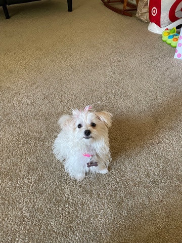 Yorkshire Terrier – Beautiful Loving and Energetic Morkie Puppy