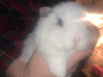 Holland Lop – Holland lop female – Mancelona