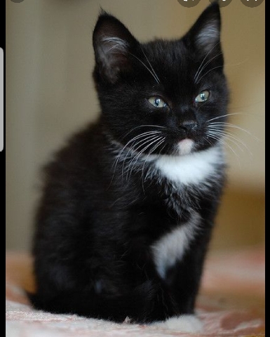 Male kitten wanted