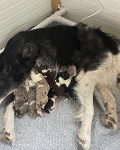 Border Collie – 6 stunning sprollie puppies