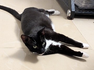 Sweet, Affectionate Tuxedo Cat Looking for a Loving Indoor Home – Springfield
