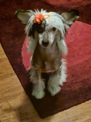 Chinese Crested Dog - Chinese Crested Dog available for adoption in Melbourne