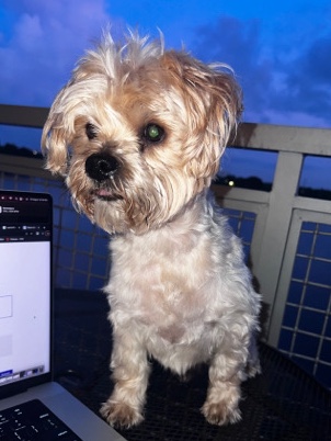 Yorkshire Terrier – MIAMI-DADE puppy for sale!