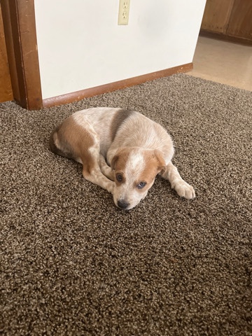 Beagle – puppy
