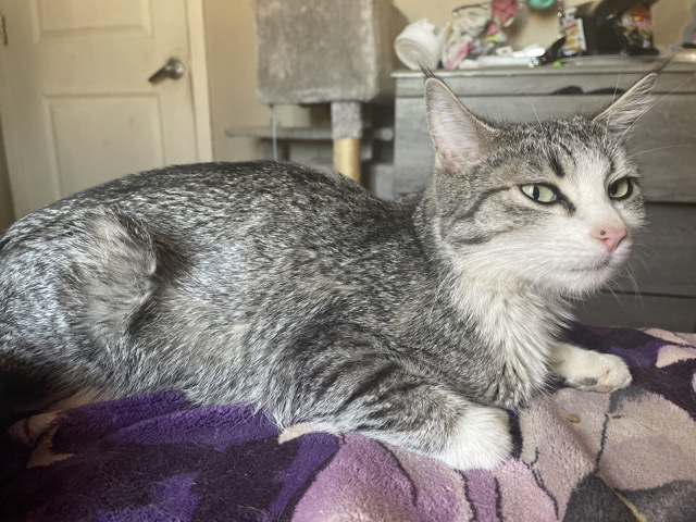 American Shorthair - Ruby available for adoption in Chandler