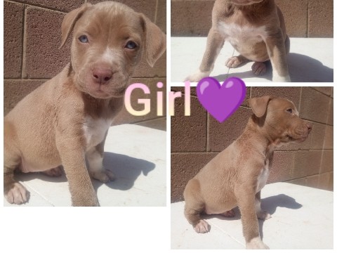 American Pit Bull Terrier - XL pitbulls available for adoption in Phoenix