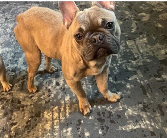 French Bulldog – Akc red fawn male french bulldog