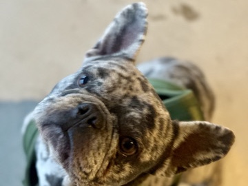 French Bulldog – Young Merle Frenchie – Sweet, Playful, Family Friendly – Converse