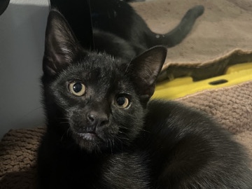 American Shorthair – 4 male kittens, free to a loving home! – Damascus