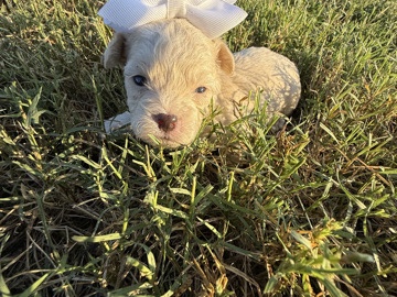 Maltipoo – Maltipoo pups – Burnet