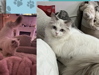 Munchkin – lilac munchkin ragdoll kitten – Des Moines