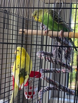 Budgerigar – Parakeets