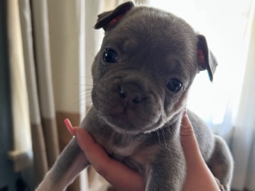 French Bulldog – Flaca – Milwaukee
