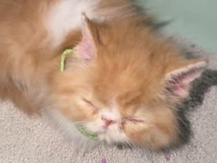 Persian (Modern) – Cute Persian Male Kitten Available for Rehoming – Bathinda