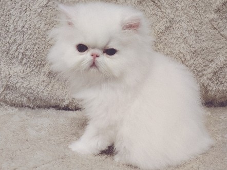Persian (Modern) – Gorgeous Persian female in SC – Greenwood