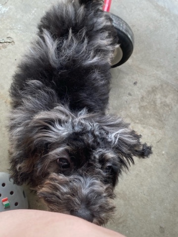 blue merel miniature poodle