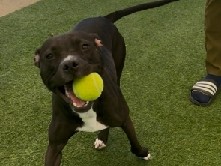 American Pit Bull Terrier – Toody! – Newport News