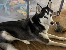 Siberian Husky – husky looking for a forever home – Spring Hill