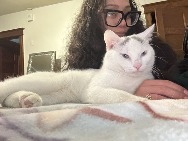 American Shorthair – Blanco – Washington