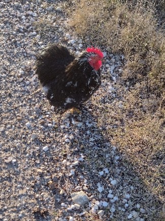 molten bantam chicken