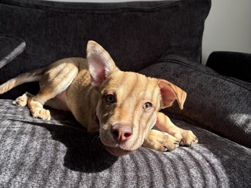 American Pit Bull Terrier – Ms.Hope – Gastonia