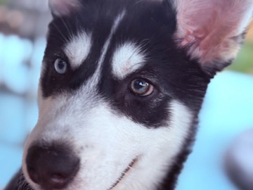 Siberian Husky – husky siberian – Fort Worth