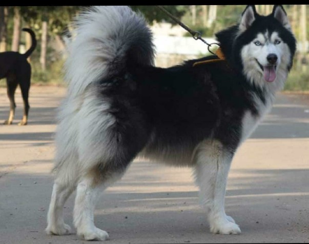 Husky puppies for sale...