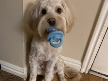 Cockapoo – Charlie – San Diego